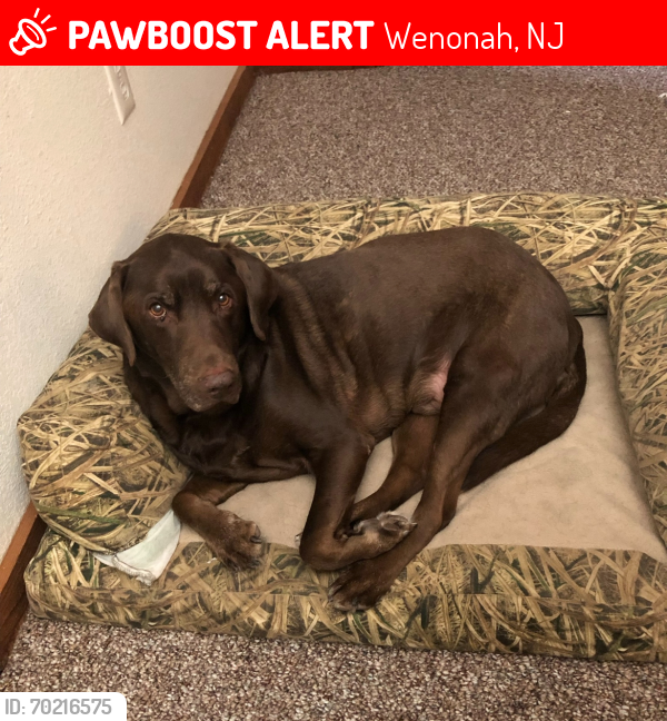 Deceased Male Dog last seen Deptford Soccer Association , Wenonah, NJ 08090