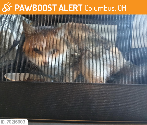 Found/Stray Female Cat last seen Eastcleft Dr, near Wickliffe Elementary, Columbus, OH 43221