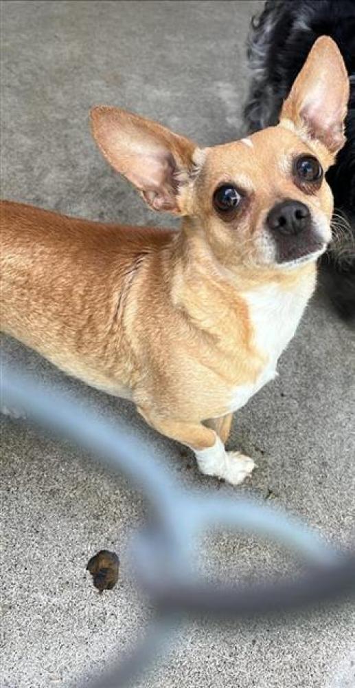 Shelter Stray Female Dog last seen 21ST AVE & CABRILLO WAY, Sacramento, CA 95818