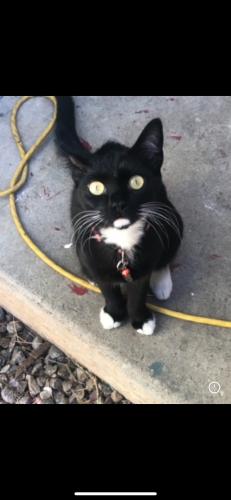 Lost Female Cat last seen Industrial ave , Chula Vista, CA 91911
