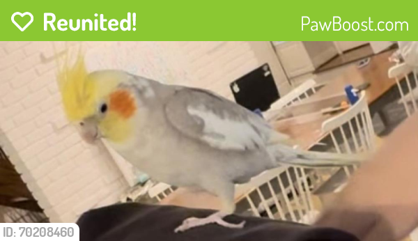 Reunited Male Bird last seen Stony Point Lane and Ferry Road across from the train station, Westport, CT 06880