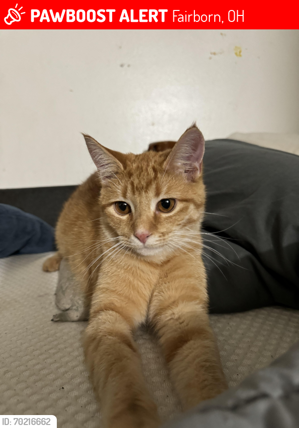 Lost Male Cat last seen Gibson and Philadelphia , Fairborn, OH 45324