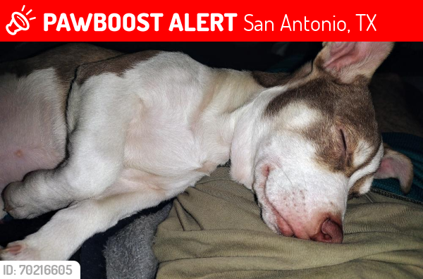 Lost Female Dog last seen South cross and 35 highway , San Antonio, TX 78211