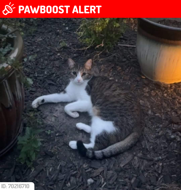 Lost Female Cat last seen Northpoint blvd, Gleannloch Farms, TX 77379