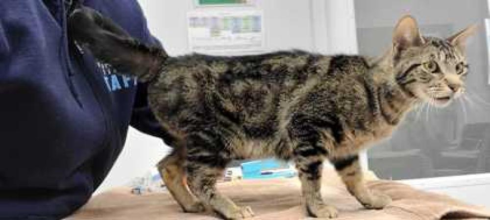 Shelter Stray Female Cat last seen E Gregory Blvd and Cleveland Ave KCMO 64132, 64132, MO, Kansas City, MO 64132