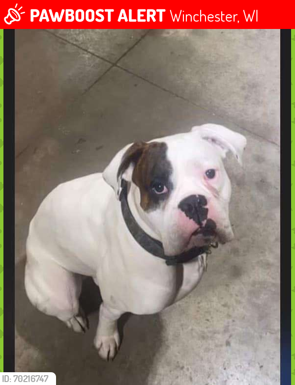 Lost Male Dog last seen County Highway II & M , Winchester, WI 54947