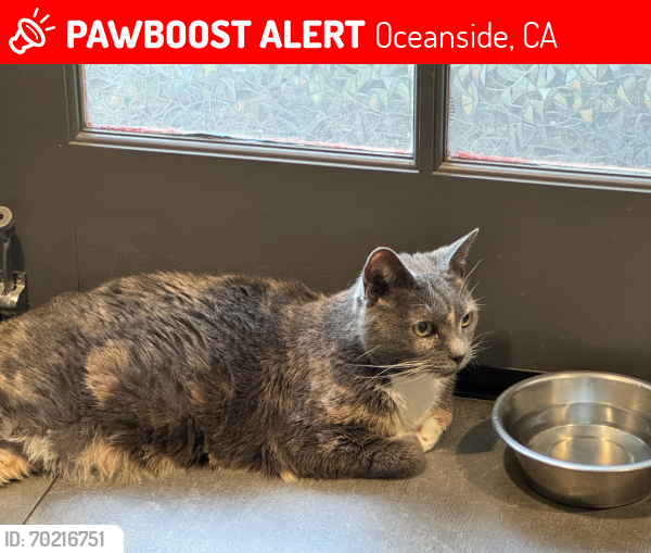 Lost Female Cat last seen Canon and Melrose , Oceanside, CA 92056