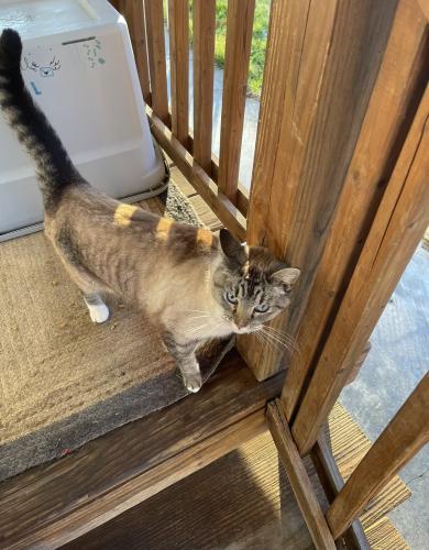 Lost Female Cat last seen Cleveland rd and summit rd, Pataskala, OH 43068
