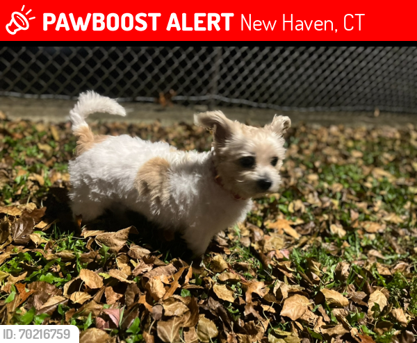 Lost Female Dog last seen Judith Terr , New Haven, CT 06513