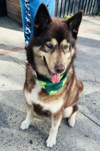 Lost Male Dog last seen Figueroa Pl and Anaheim st, Los Angeles, CA 90744
