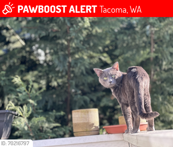 Lost Male Cat last seen Near S Wapato St, Tacoma, WA 98409