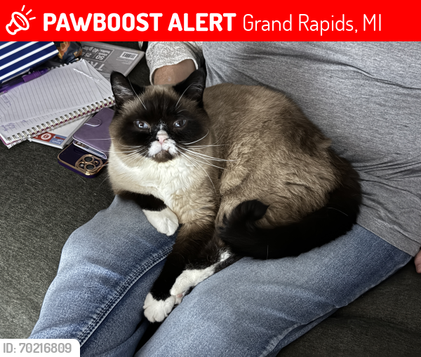 Lost Male Cat last seen Plainfield, Grand Rapids, MI 49505