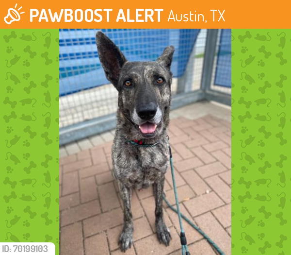 Shelter Stray Male Dog last seen Near BLOCK PURPLE SAGE DR SIDE B, Austin, TX 78702