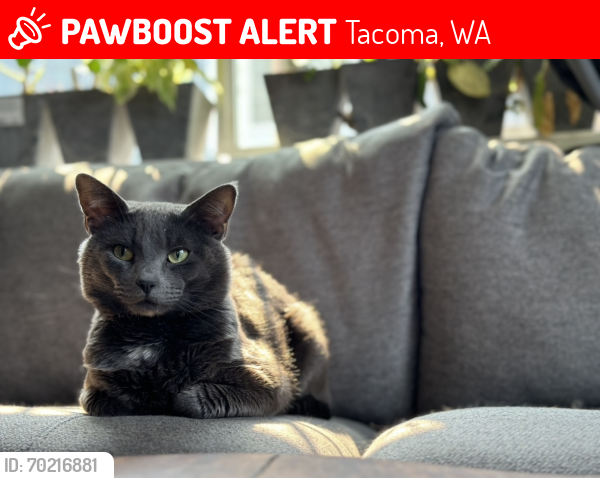 Lost Male Cat last seen S Railroad St and S Wapato St, Tacoma, WA 98409