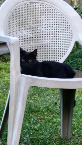 Lost Female Cat last seen Hiawatha St and Town and Country Blvd, Town 'n' Country, FL 33615