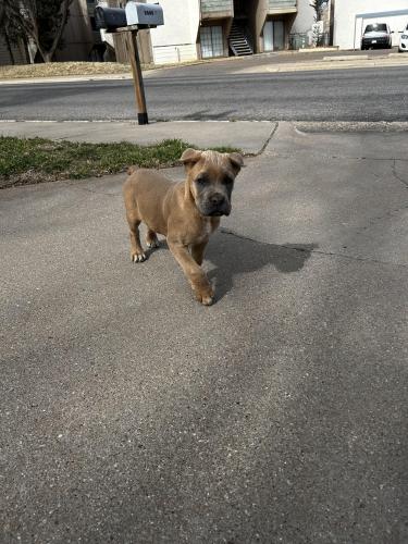 Lost Male Dog last seen KWIKSTOP , Lubbock, TX 79414