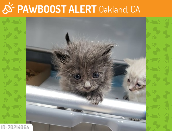 Shelter Stray Female Cat last seen Oakland, CA 94605, Oakland, CA 94601