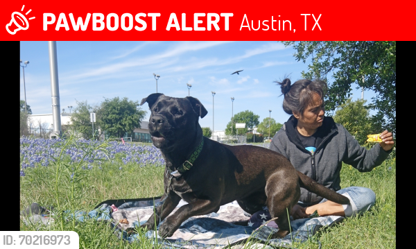 Lost Male Dog last seen Cameron Rd and Anderson lane , Austin, TX 78752
