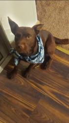 Lost Male Dog last seen Ave 328 and road 140, Visalia, CA 93292