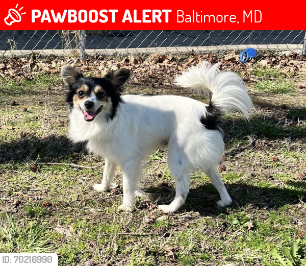 Lost Male Dog last seen Near N Curley st , Baltimore, MD 21224