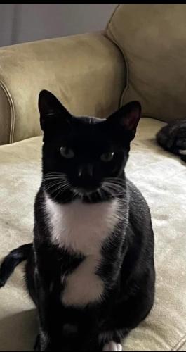 Lost Male Cat last seen Lee Rd/Coral Dr., Fort Myers, FL 33967