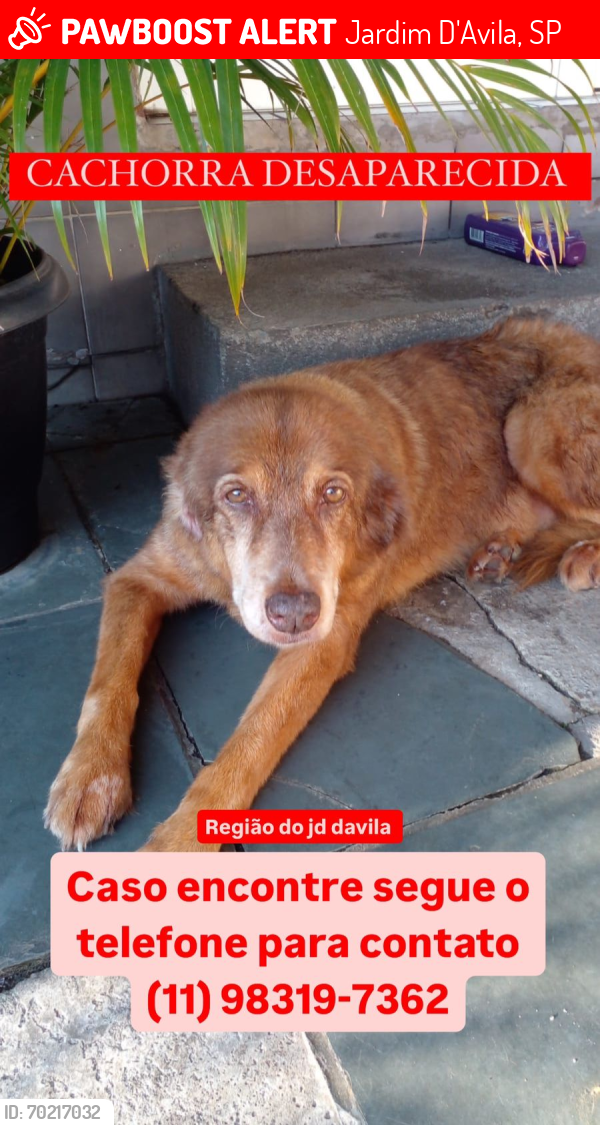 Lost Female Dog last seen Moacir Sales D'avila , Jardim D'Avila, SP 