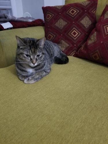 Lost Female Cat last seen Dundas and Cawthra , Mississauga, ON L5A 4P1