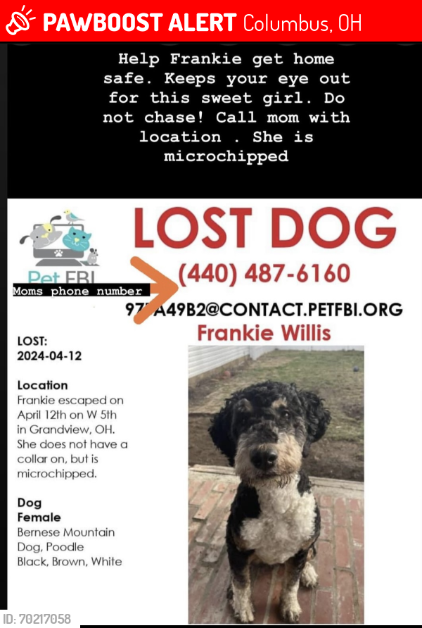 Lost Female Dog last seen Train tracks, Columbus, OH 43211