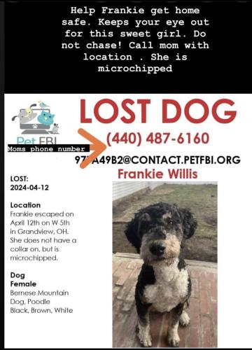 Lost Female Dog last seen Vine and Neil, Columbus, OH 43215