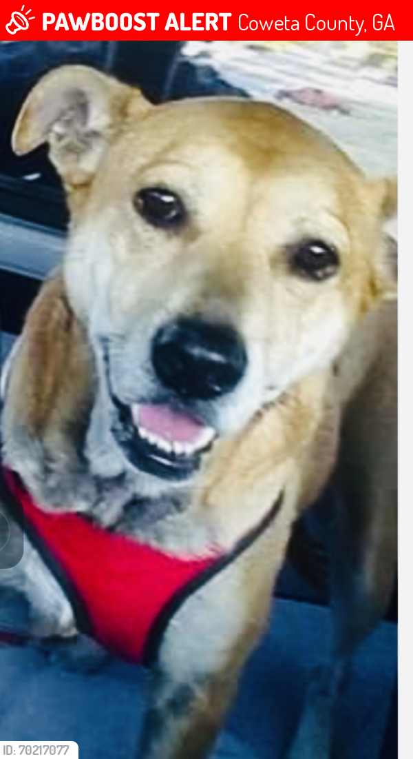 Lost Female Dog last seen Hwy 54 and Red Oak Dr Sharpsburg Ga 30277, Coweta County, GA 30277