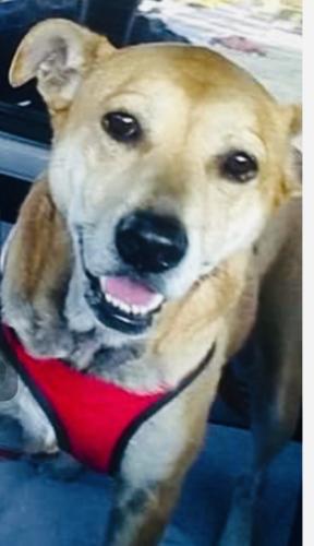 Lost Female Dog last seen Hwy 54 and Red Oak Dr Sharpsburg Ga 30277, Coweta County, GA 30277