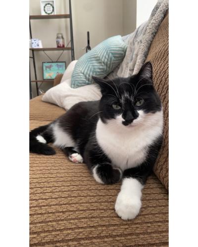 Lost Male Cat last seen Cole Ave SE in between Tusc and Marietta ave, Canton, OH 44707