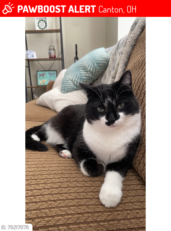 Lost Male Cat last seen Cole Ave SE in between Tusc and Marietta ave, Canton, OH 44707