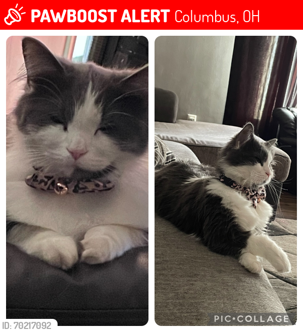 Lost Female Cat last seen Clime rd, Columbus, OH 43204