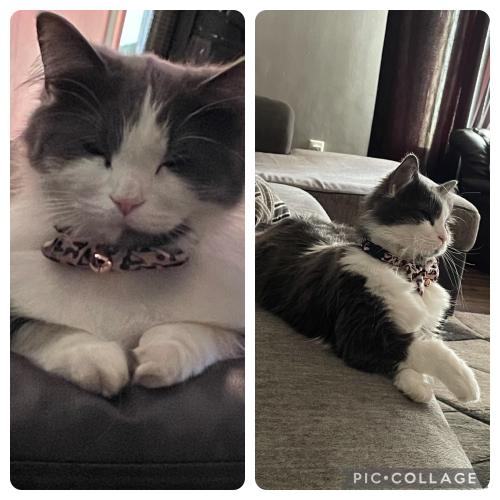 Lost Female Cat last seen Clime rd, Columbus, OH 43204