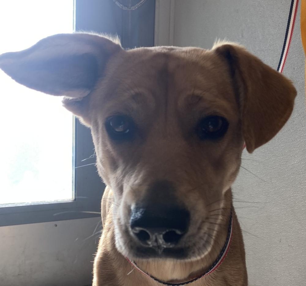 Shelter Stray Female Dog last seen Downtown around Ash and Fifth, San Diego, CA, 92101, San Diego, CA 92110