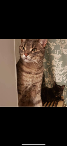Lost Male Cat last seen Keewatin St S and Olive Ave, Oshawa, ON L1H 2H5