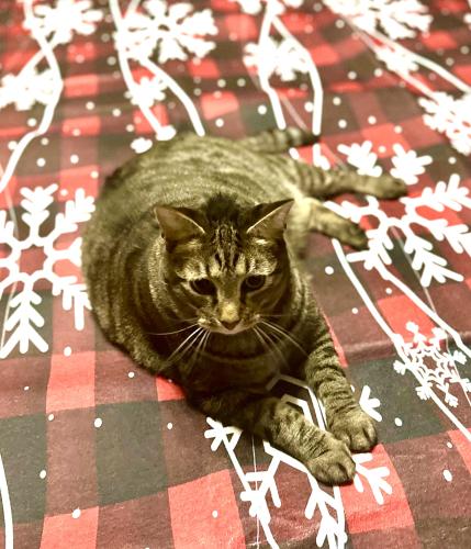 Lost Male Cat last seen Winchester subdivision , Wendell, NC 27591