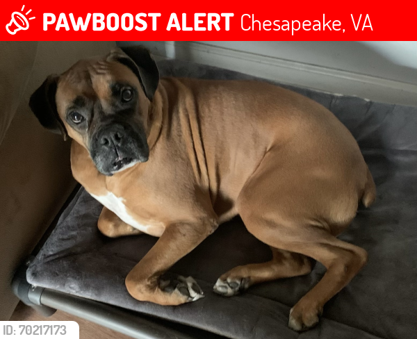 Lost Male Dog last seen Delia Drive & S. Battlefield Blvd, Chesapeake, VA 23322