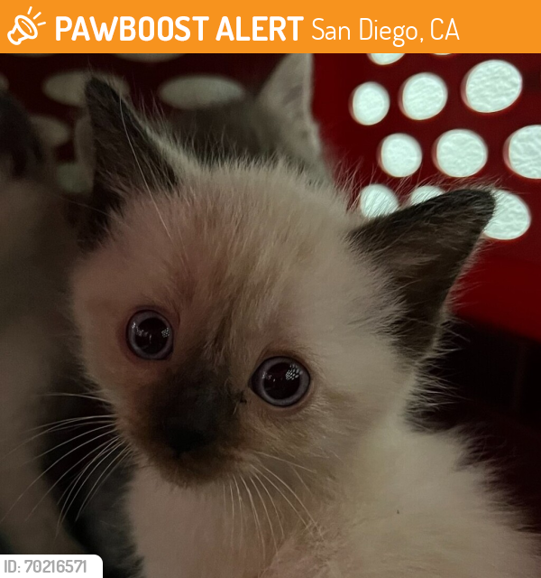 Shelter Stray Female Cat last seen Near 40th Street, San Diego, CA, 92105, San Diego, CA 92110