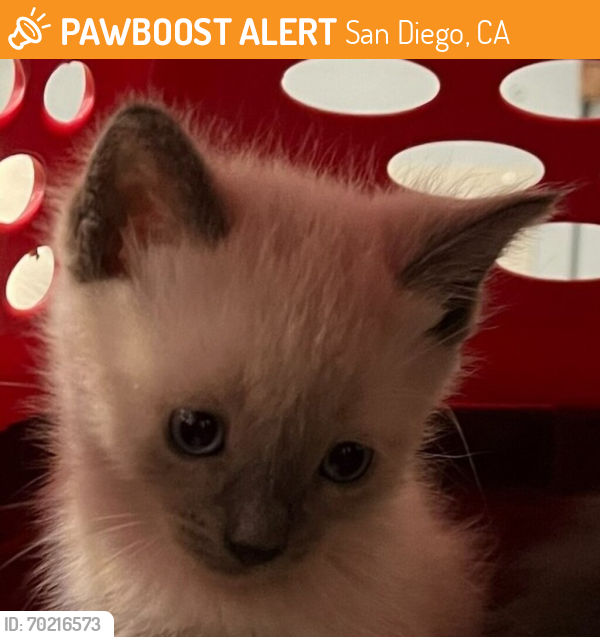 Shelter Stray Female Cat last seen Near 40th Street, San Diego, CA, 92105, San Diego, CA 92110