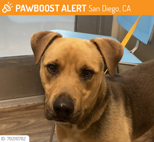 Shelter Stray Male Dog last seen Downtown around Ash and Fifth, San Diego, CA, 92101, San Diego, CA 92110