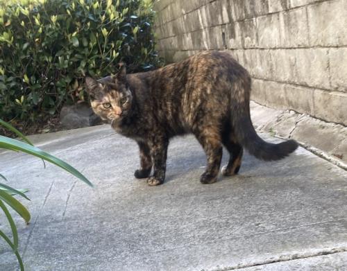 Lost Female Cat last seen Niguel and Alicia parkway, Laguna Niguel, CA 92677