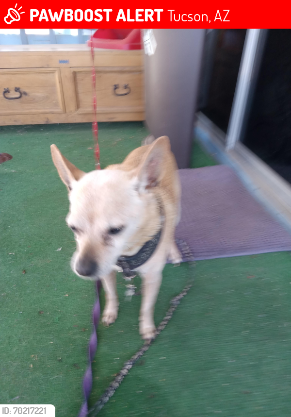 Lost Male Dog last seen Near W Prince Rd  #37, Tucson, AZ 85705