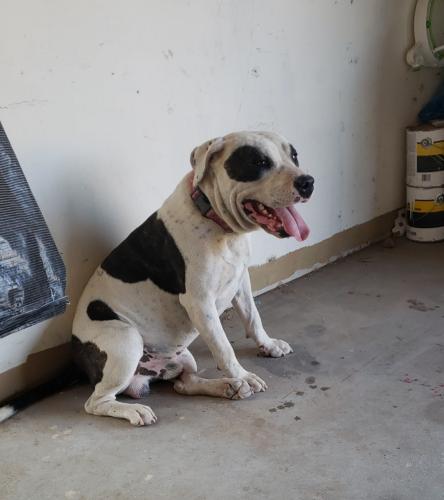 Lost Male Dog last seen Downtown , Las Cruces, NM 88001