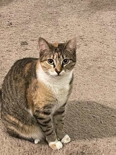 Lost Female Cat last seen Sabinal and Dodger Valley, San Antonio, TX 78252