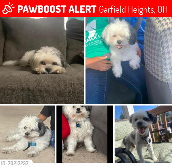 Lost Male Dog last seen Garfield , Garfield Heights, OH 44125