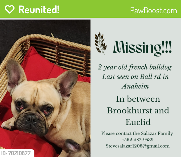 Reunited Male Dog last seen Ball rd. And Brookhurst , Anaheim, CA 92804