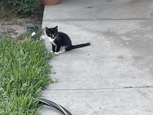 Lost Male Cat last seen Near Sheldon Drive, Modesto, CA 95350