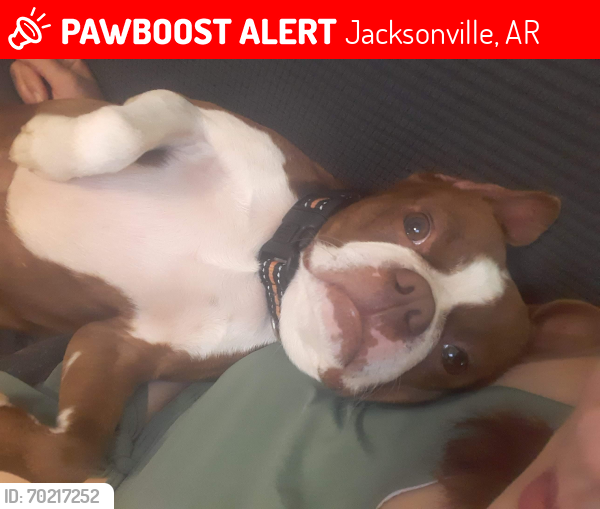 Lost Male Dog last seen Old Tom rd, Jacksonville, AR 72076